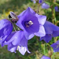 campanula campanula